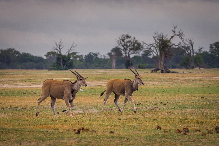 075 Zimbabwe, Hwange NP, elandantilope.jpg